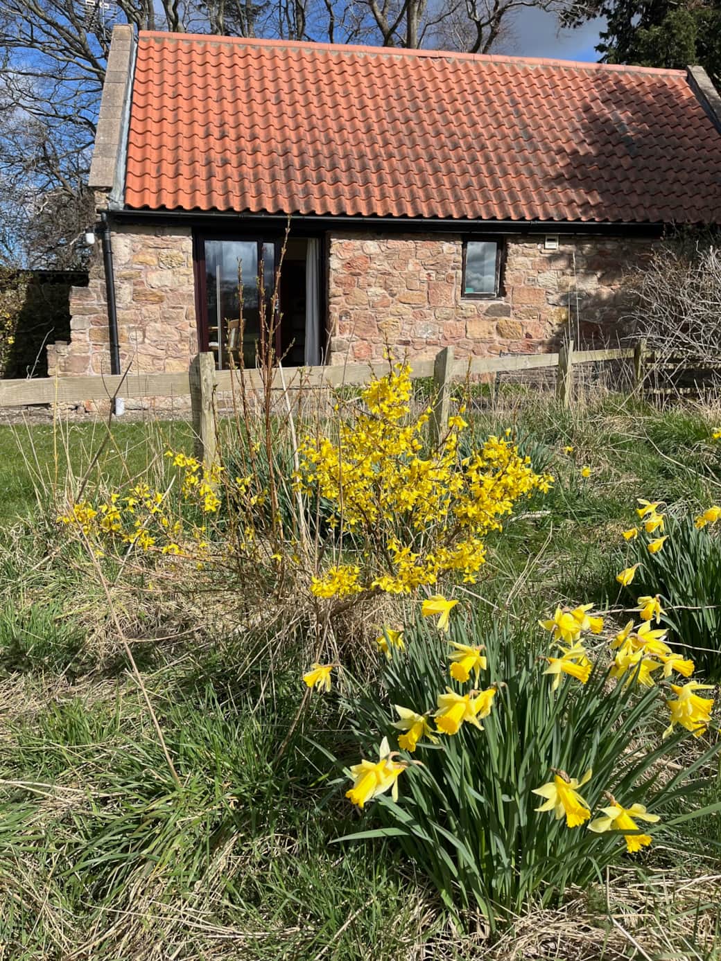 Back garden