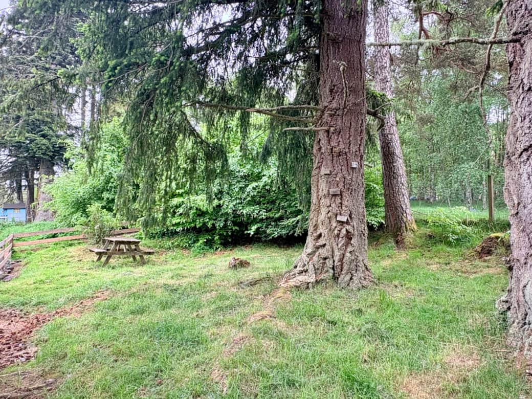 Lodge garden and picnic table image 2