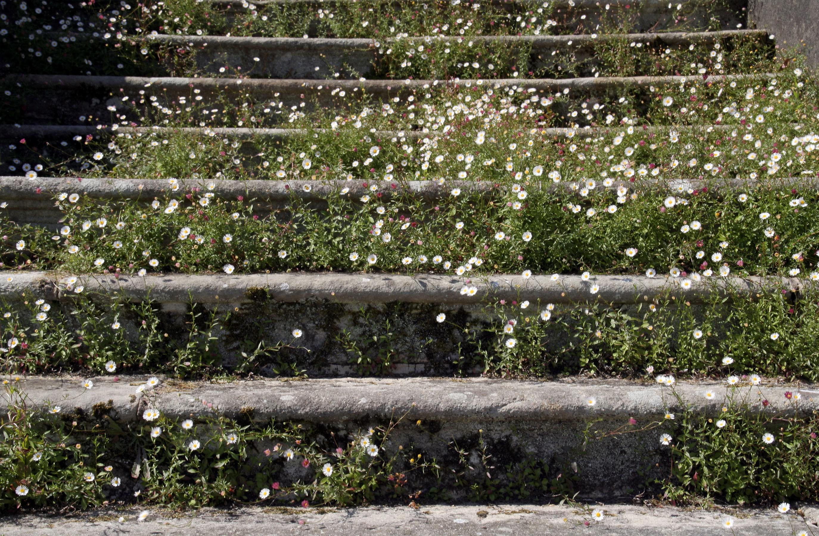 Stairs in the garden