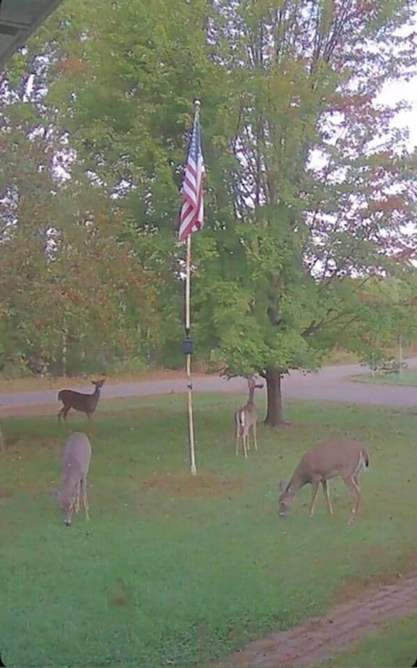 Deer in the front yard