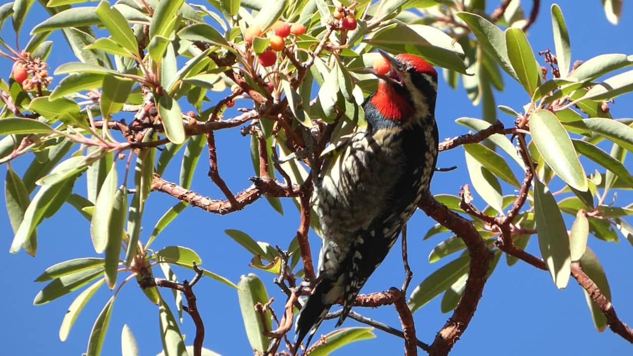 Red-naped Sapsucker
