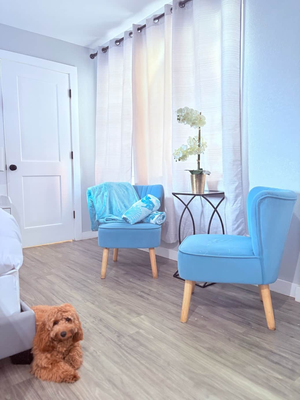 Pets friendly 1915 beach club daytona