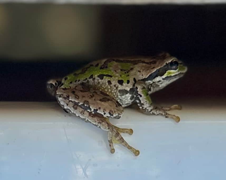 Socrates the friemdly  cottage frog