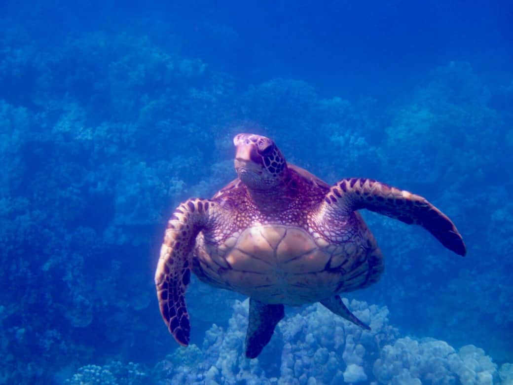 Honu (Turtle) swimming near our place