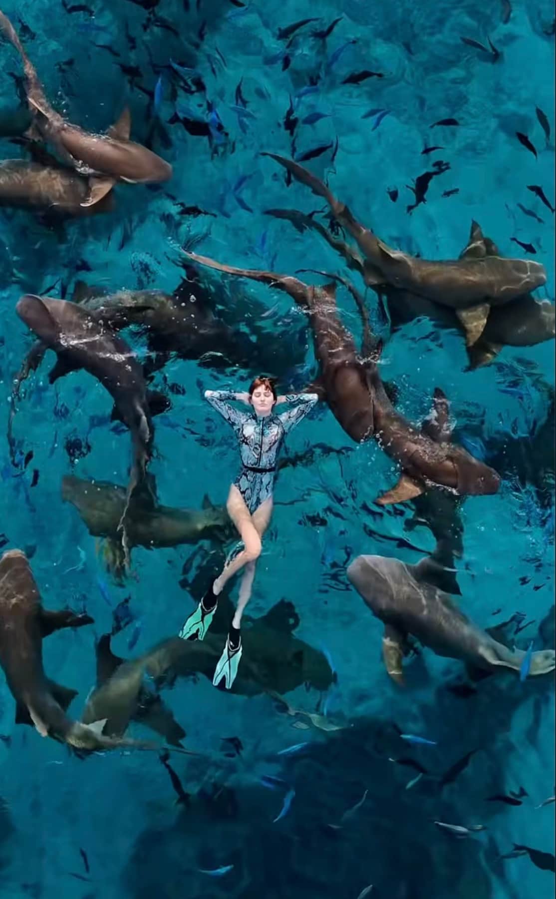 Swim with Sharks