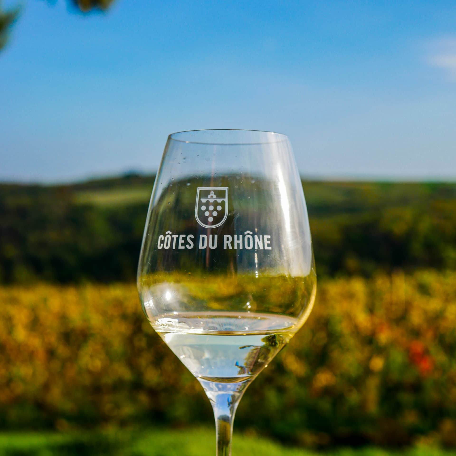 Verre de vin de Saint Joseph Blanc au milieu des vignes