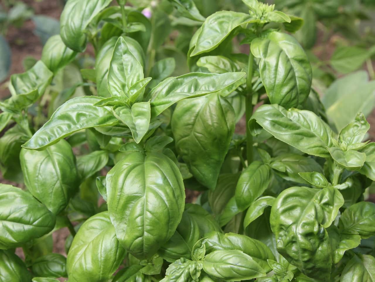 Herb Garden - Fresh Basil
