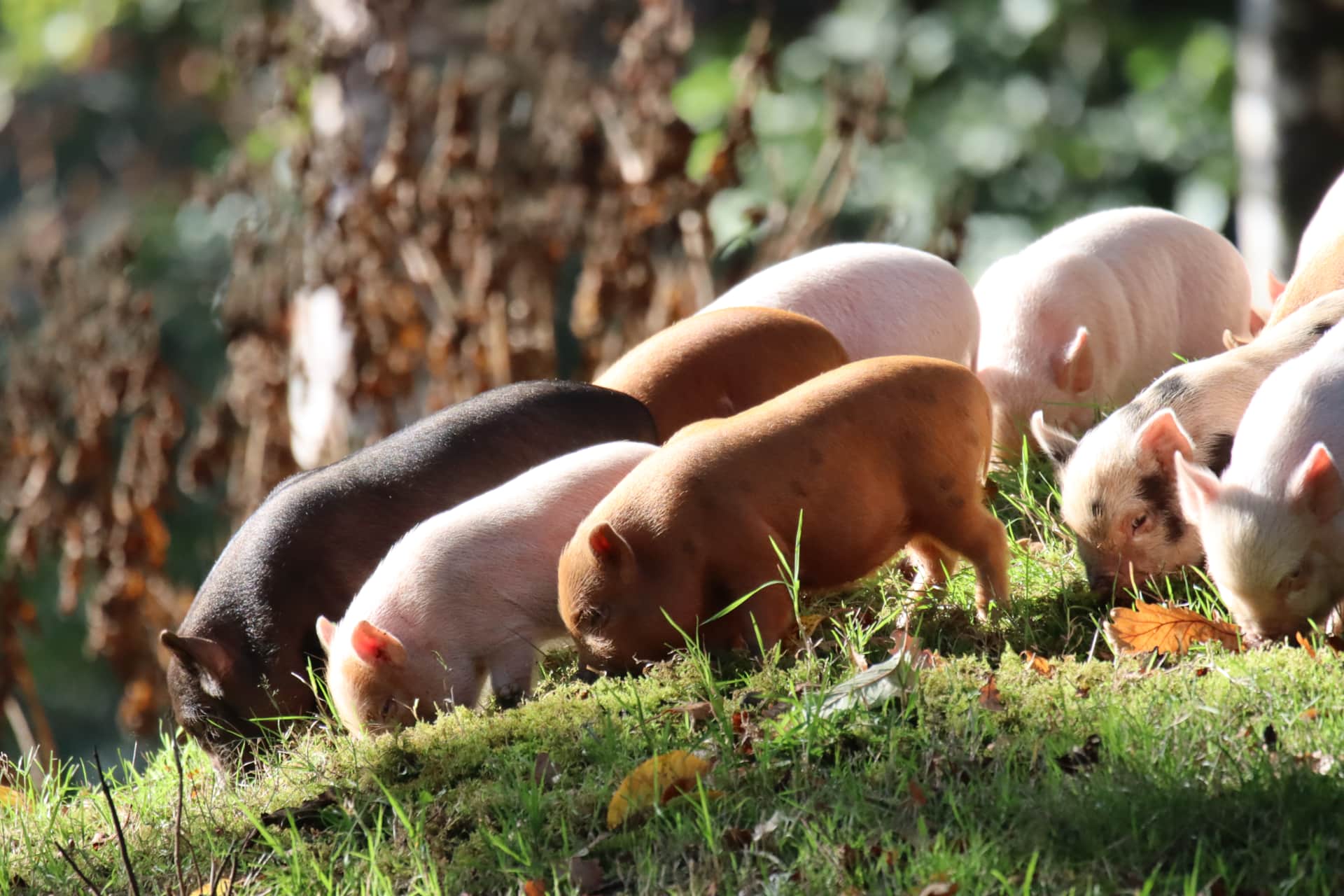 Les porcelets de la Gourdinière découvrent l'herbe