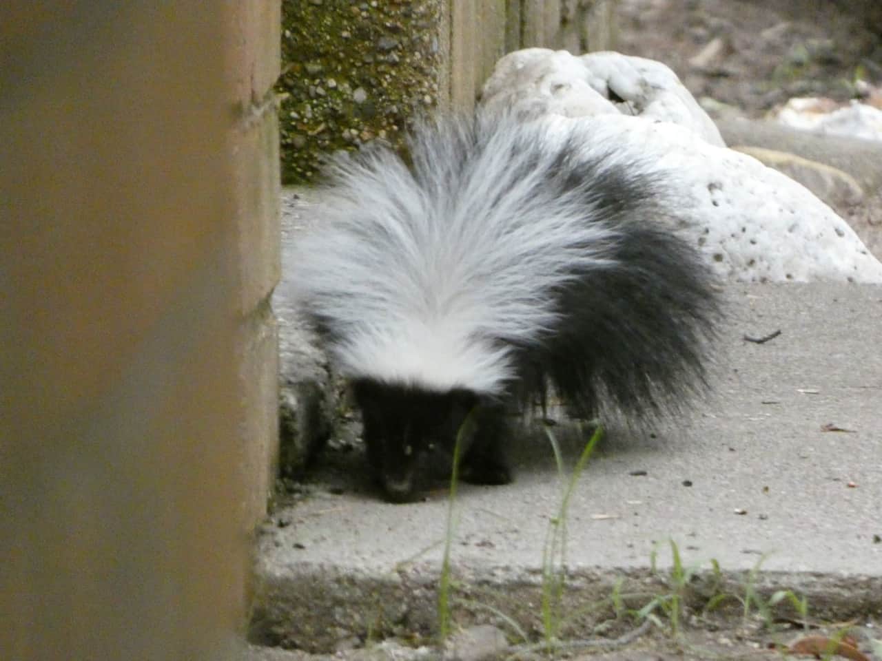 There are 4 different varieties of skunks here in Ramsey Canyon.  Spotted, Striped, Hog Nosed and Hooded.