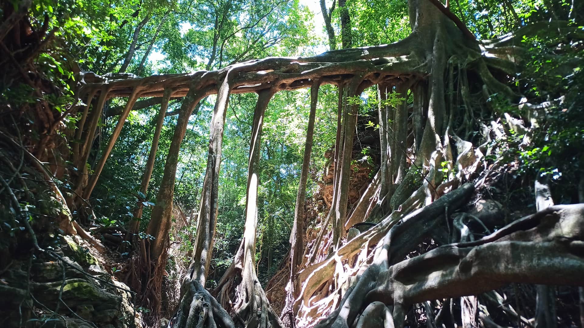 Ficus la Root Monteverde Tours