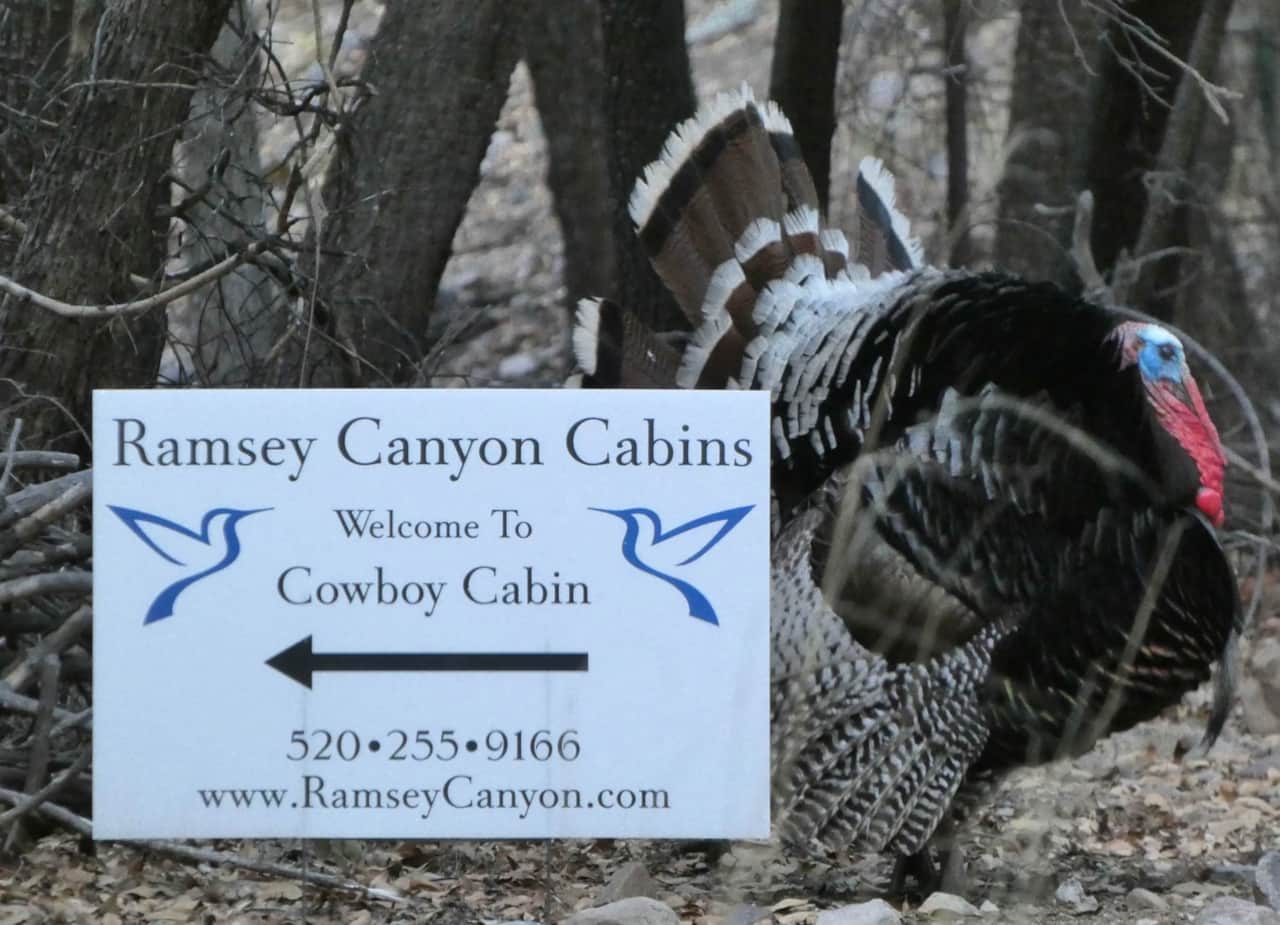 Goulds Turkeys and Coues Deer are here everyday