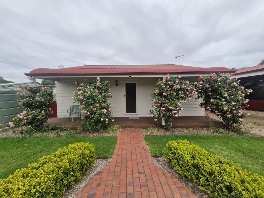 Bridget's Cottage roses in blooom Bridget's Cottage roses in blooom