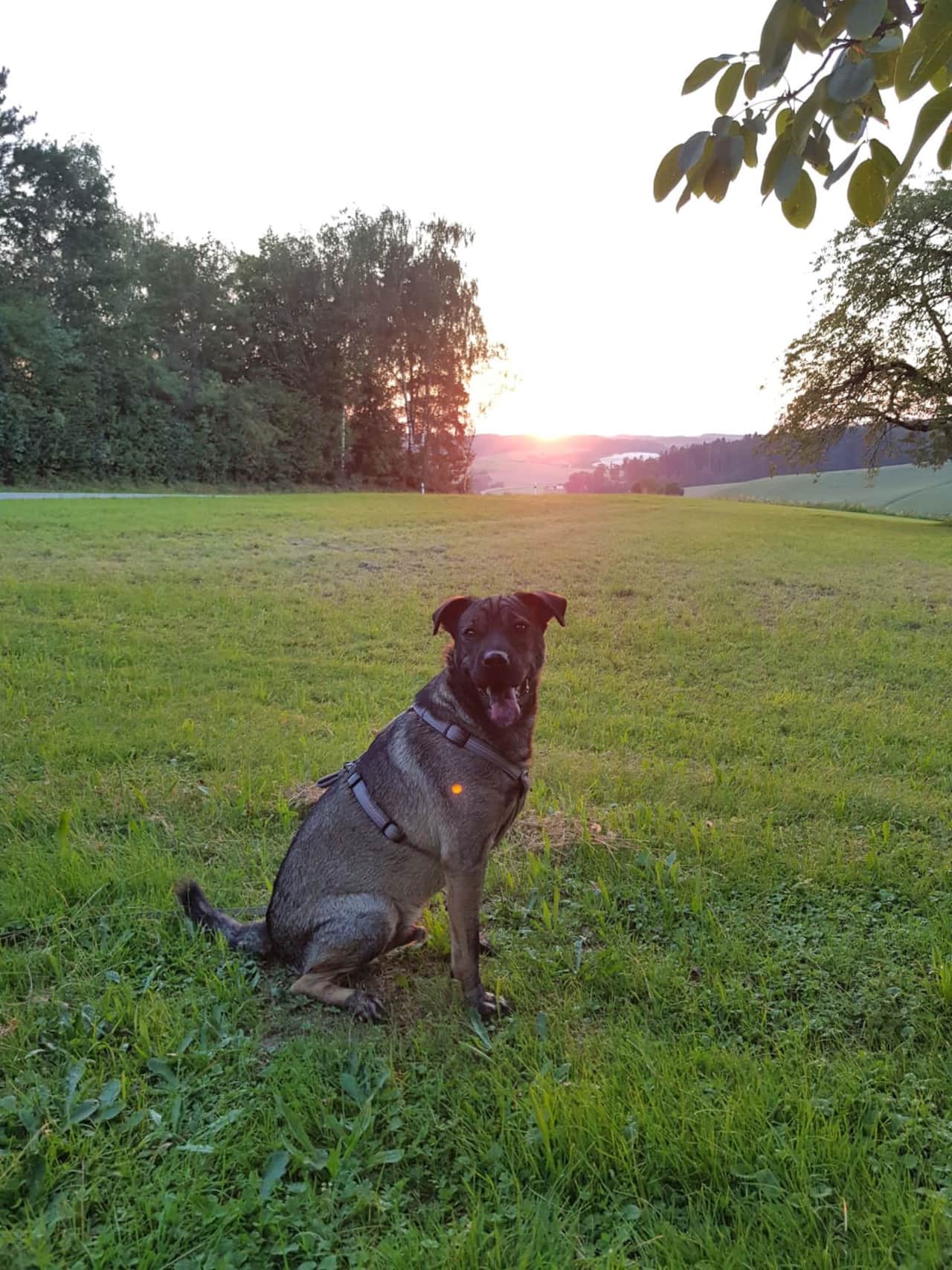 Pumba 🐾