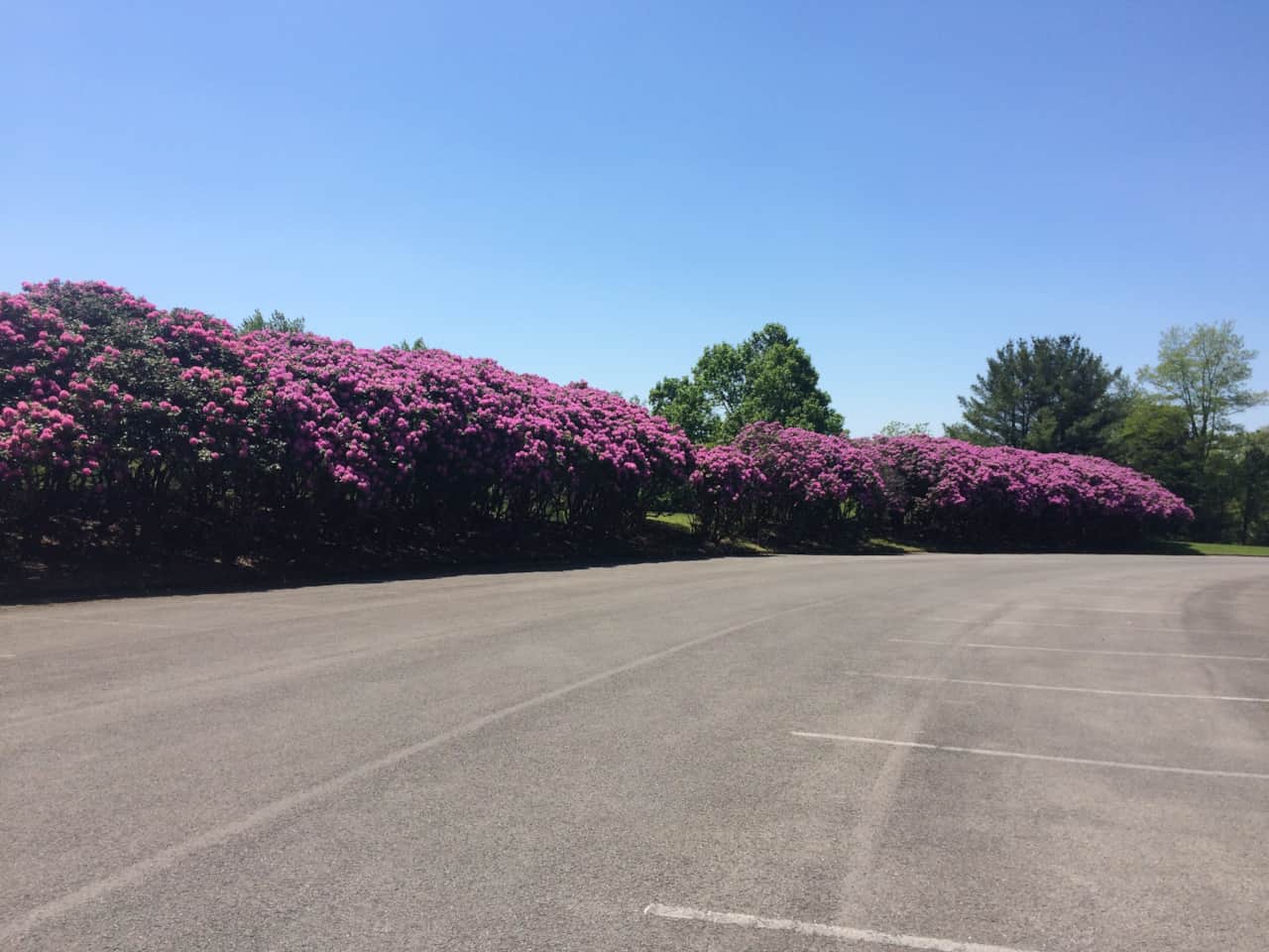 State flower in full bloom