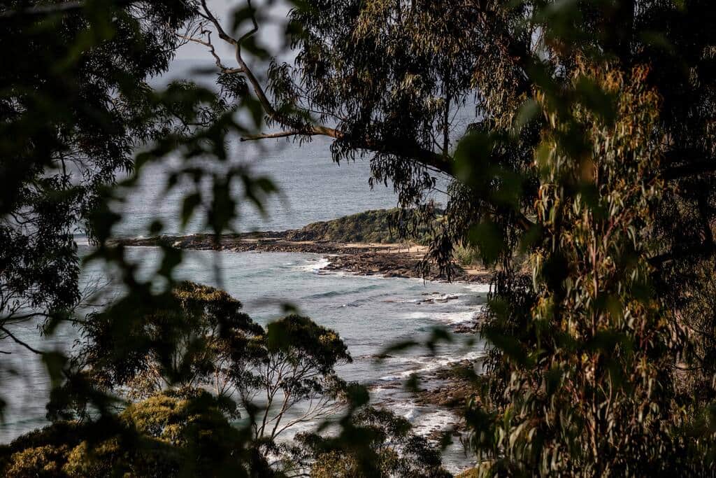 Ocean view through lush tree canopy Ocean view through lush tree canopy