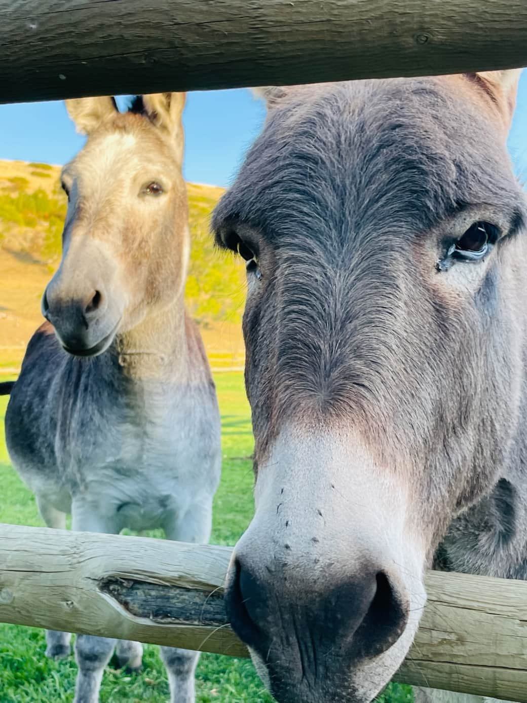 Meet Daisy & Poppy