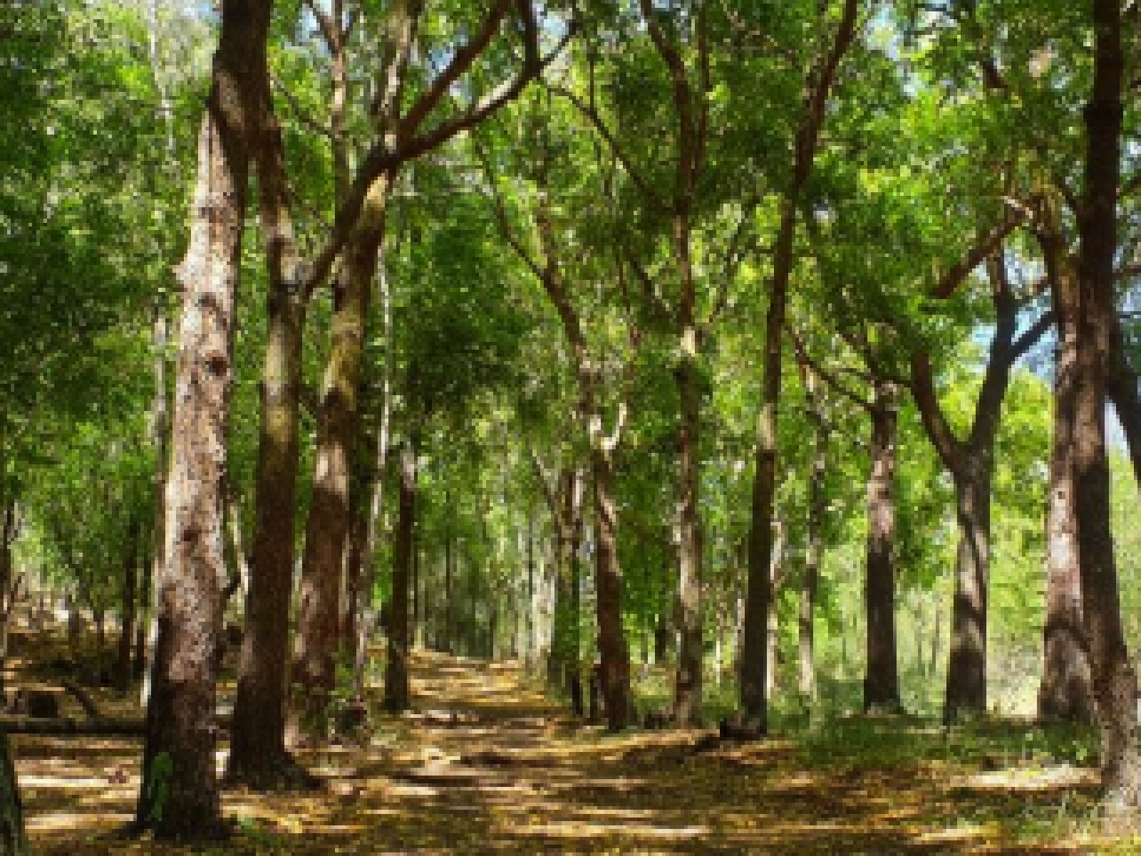 La forêt de l'Etang Salé les Bains à proximité de Les Villas Emmanuel La Réunion