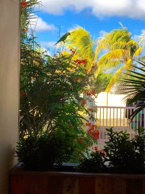 Overdekte veranda bij Kas Luna op Bonaire met weelderige Caribische planten