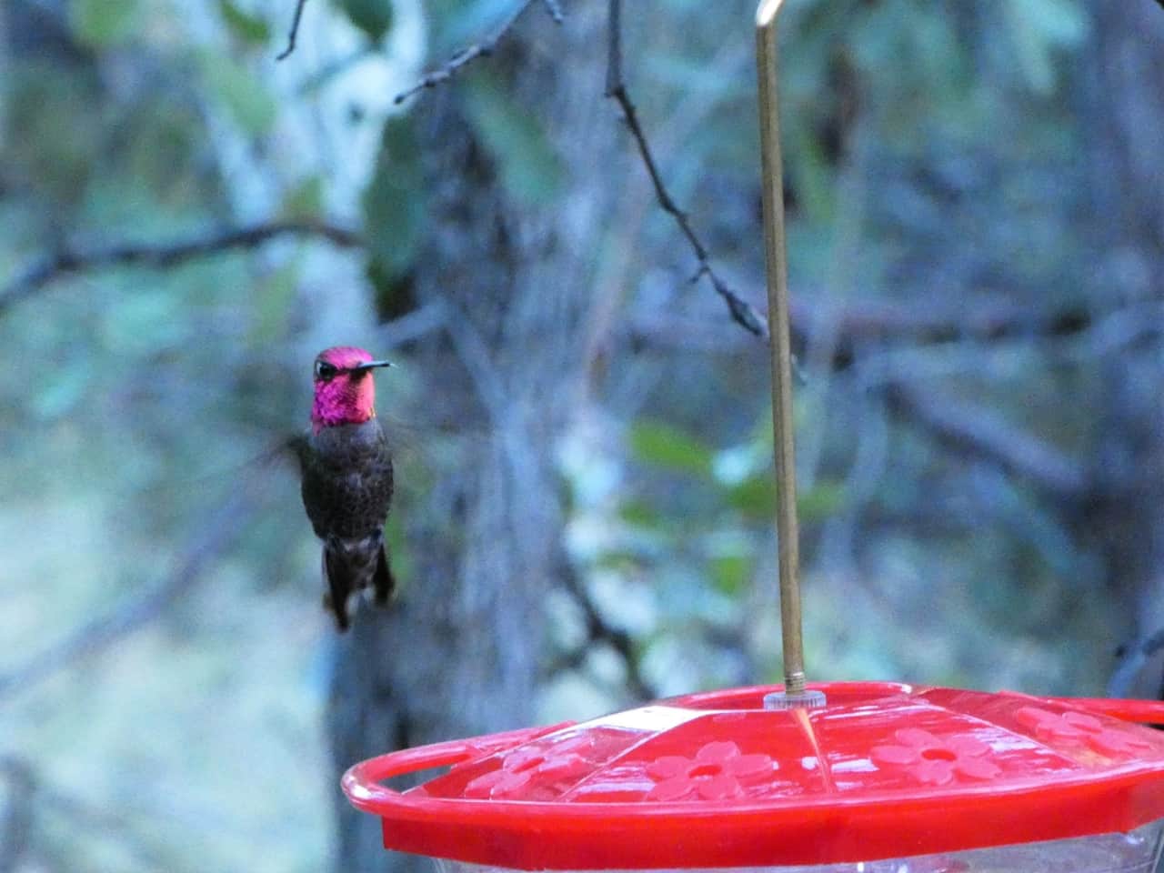 Annas Hummingbird