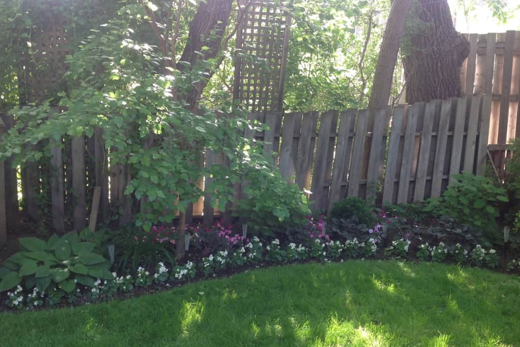 17 Backyard