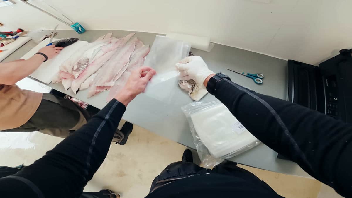Fischfilets werden im Filetierhaus verpackt