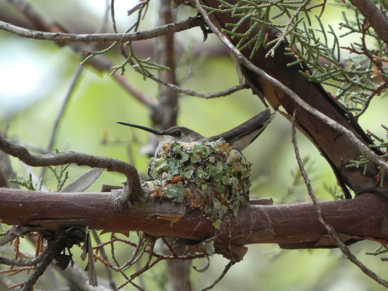 Broad Billed Hummingbird in her nest.