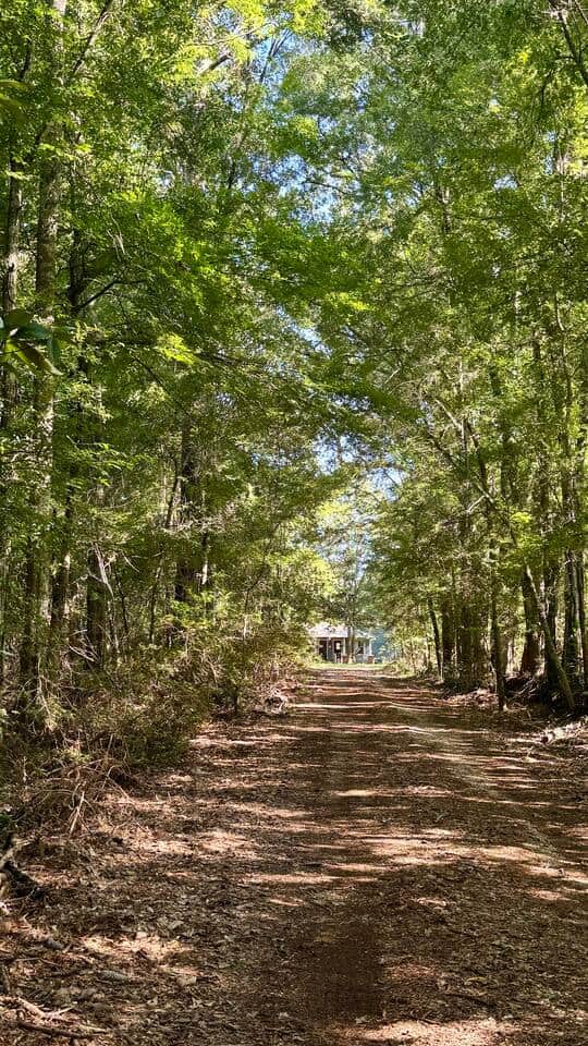 Beautiful tree lined driveway Beautiful tree lined driveway