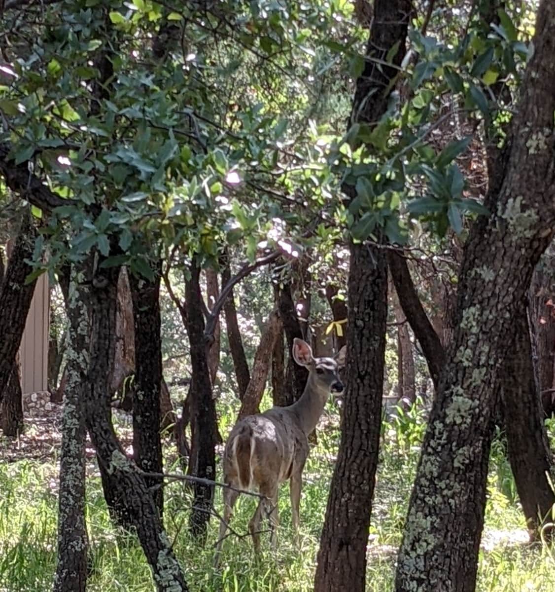 Coues Whitetail Deer through the Oak trees.
