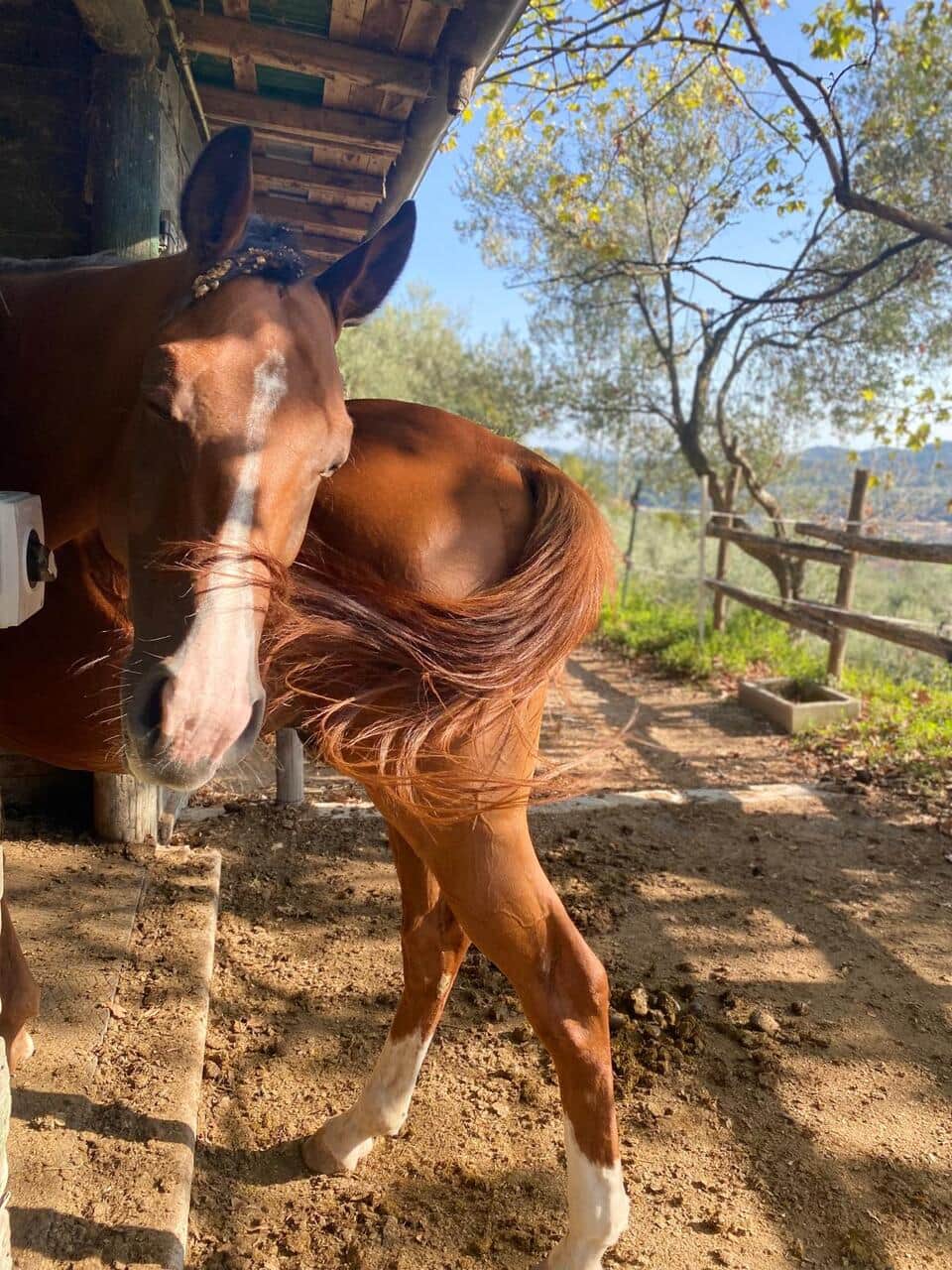 Horses