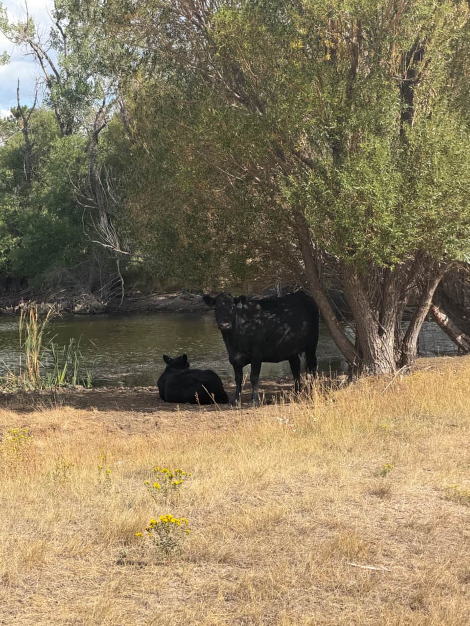 Cows resting near the ranch pond and trees, viewed from a distance