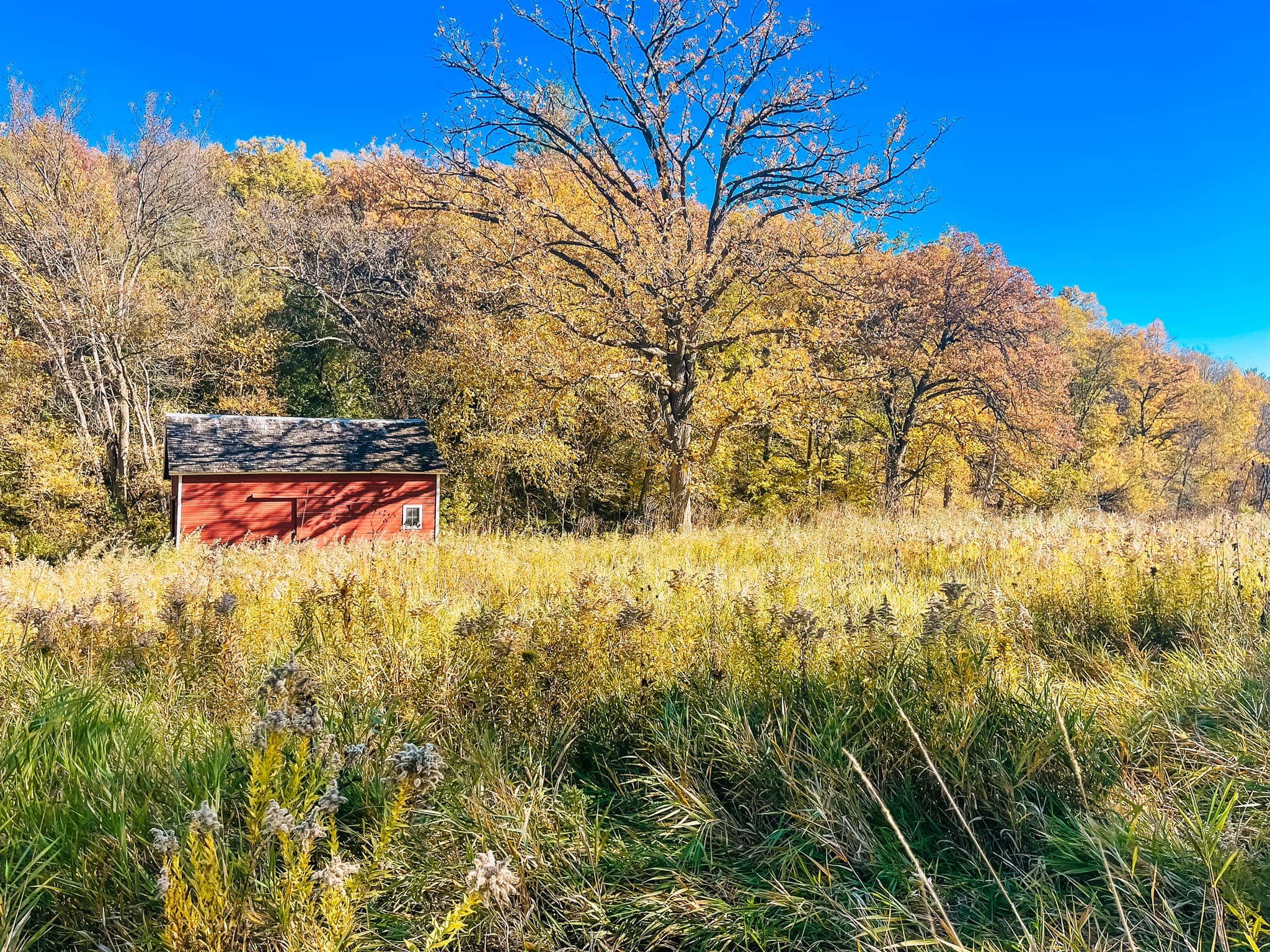 Red barn as you explore Seed Savers Exchange Heritage Farm