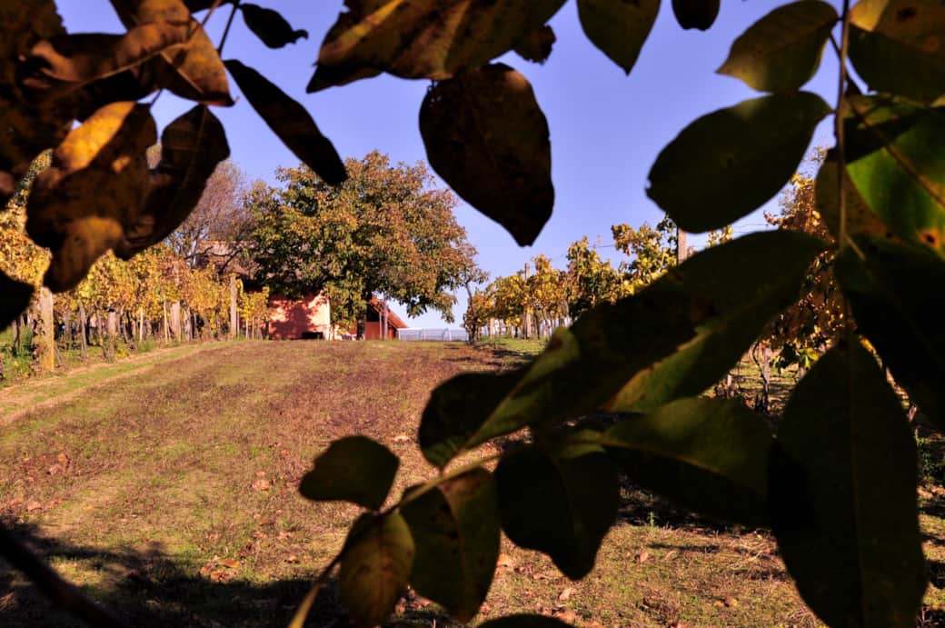 Weinberg, im Hintergrund das Ferienhaus