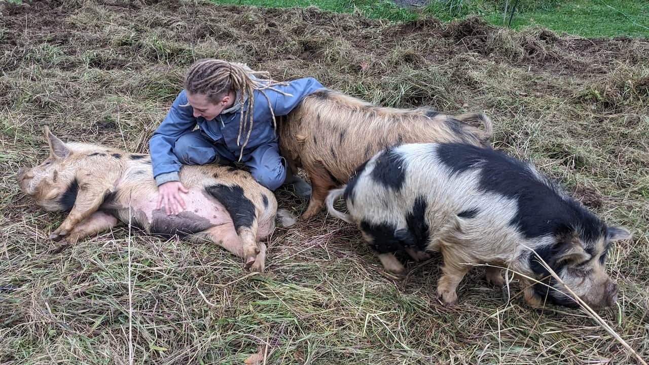 calins aux cochons Kune Kune.jpg