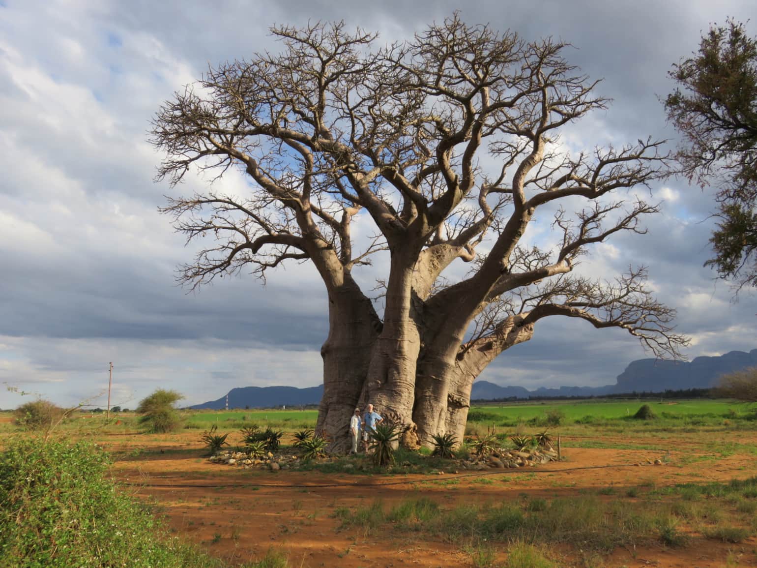 The ancient baobab tree