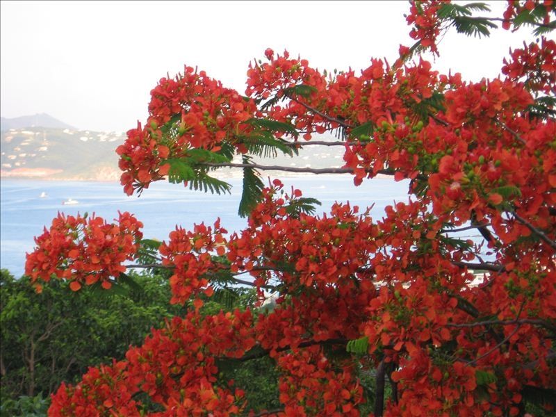 Flamboyant trees all around!