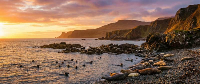 Seals resting beside a sheltered rocky shoreline