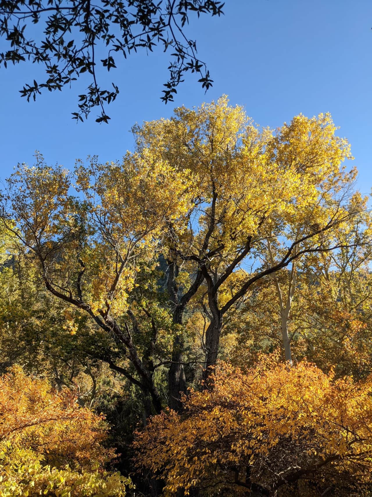 Fall colors.