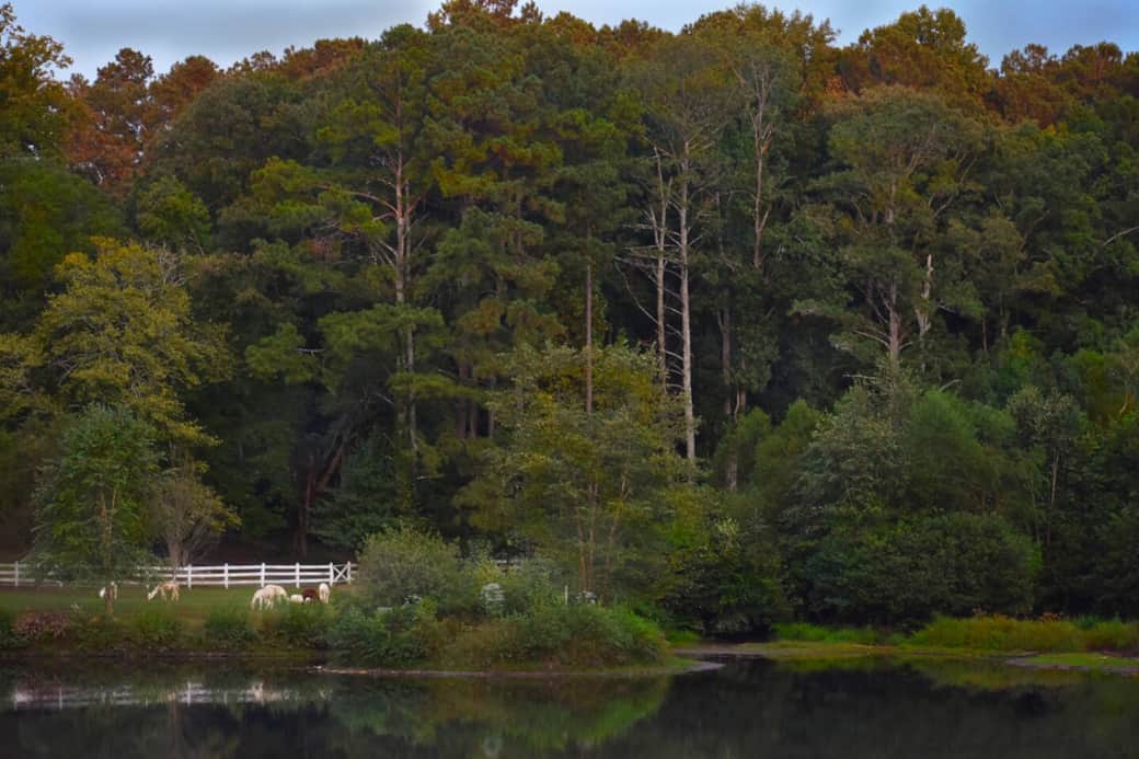 Lake view