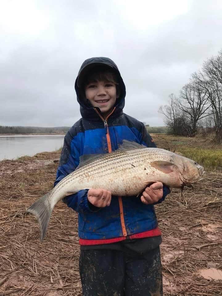Sea Run Bass
