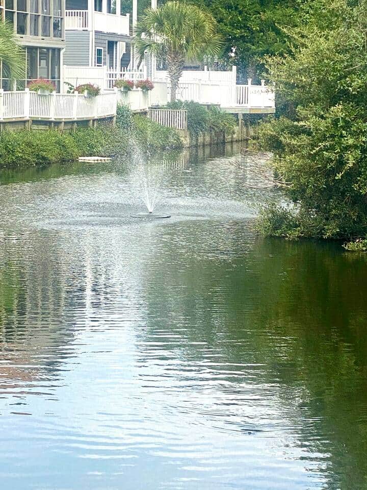 watch wildlife from onsite pond