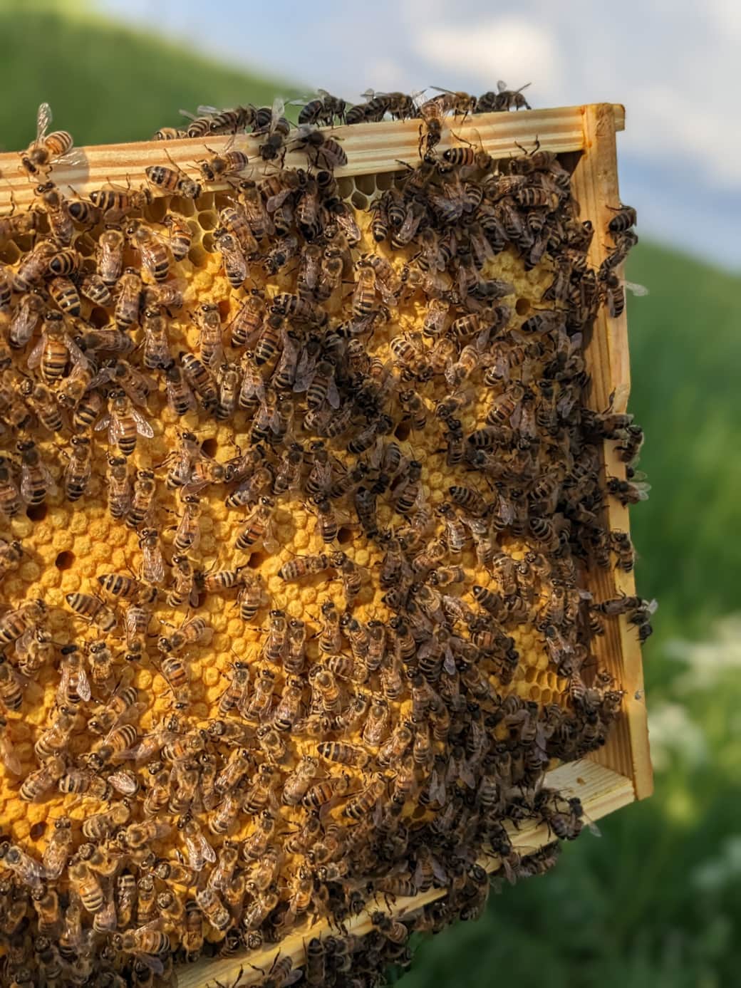 Bienen auf einer Wabe