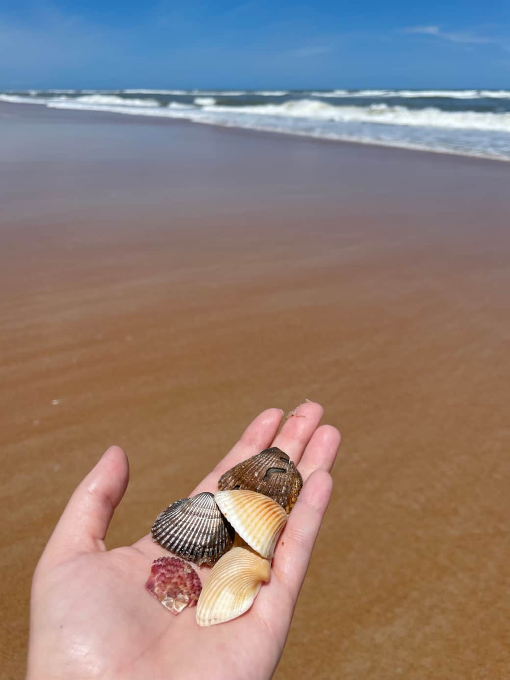 Sea Shells by Sea Shore