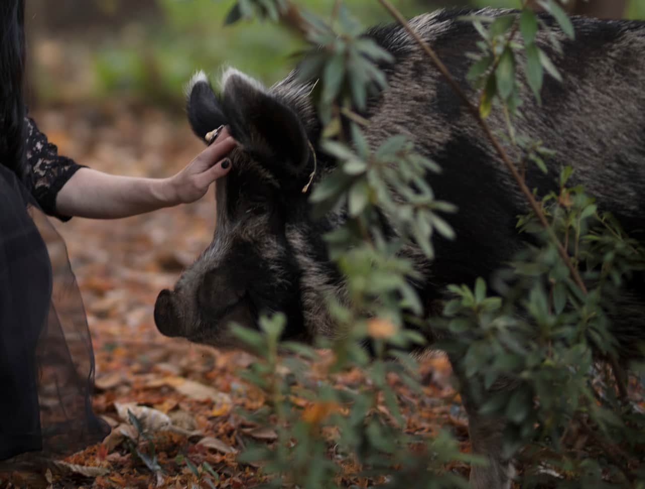 Flora the pig getting her snout rubbed at Tomah Retreat