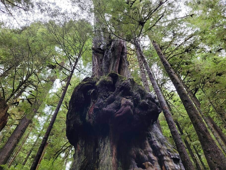 Avatar Grove