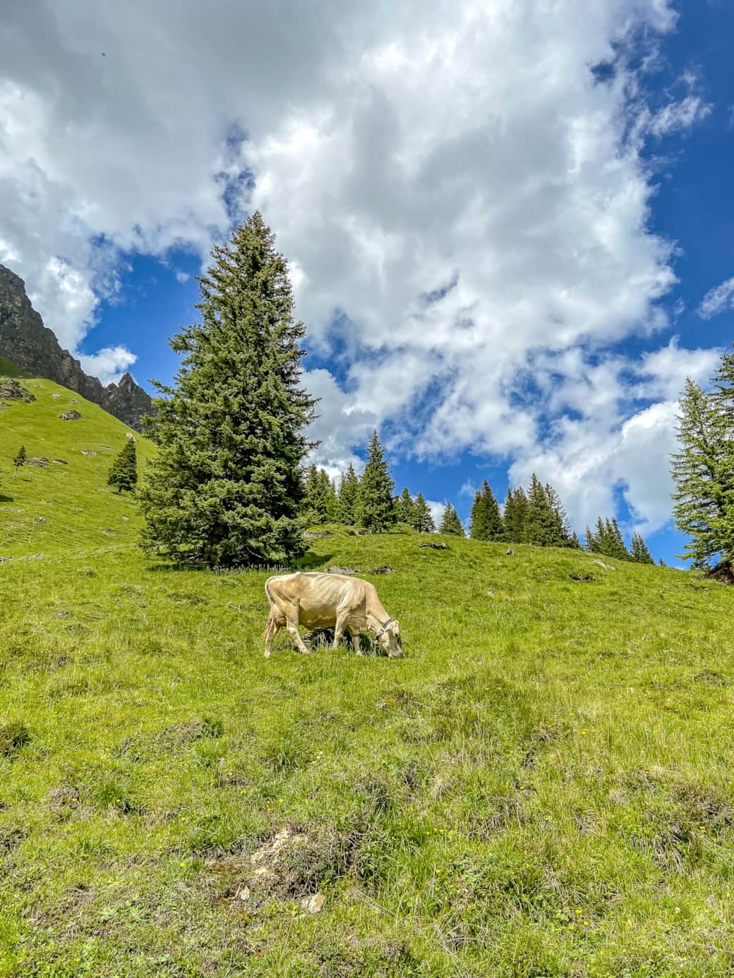 Cow at Bichlalm