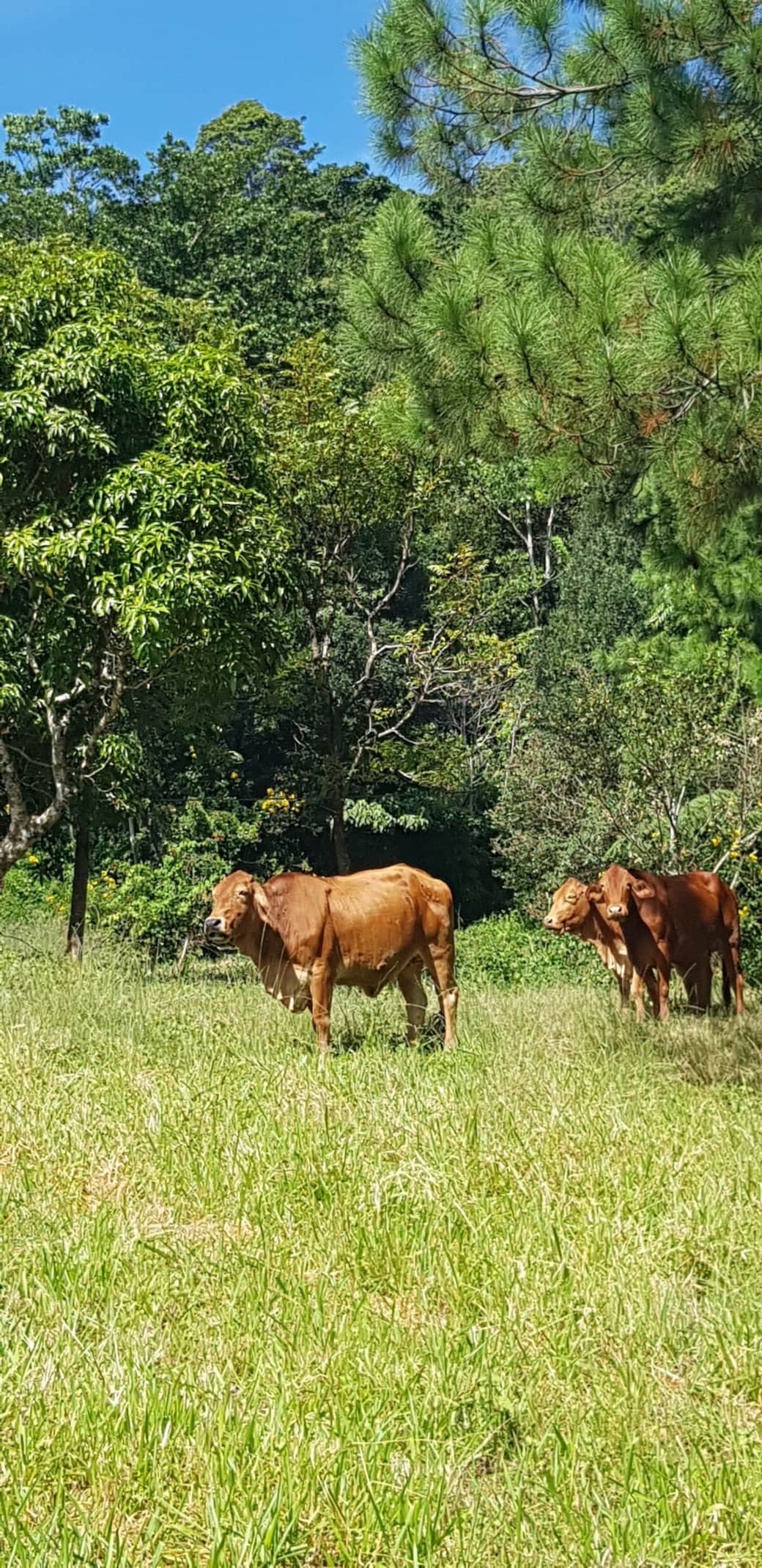 Curious bovine visitors! Curious bovine visitors!