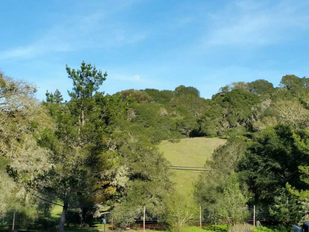 View from kitchen window/back yard-March View from kitchen window/back yard-March