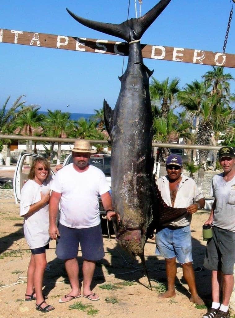 Trophy sized - 950lb Black Marlin