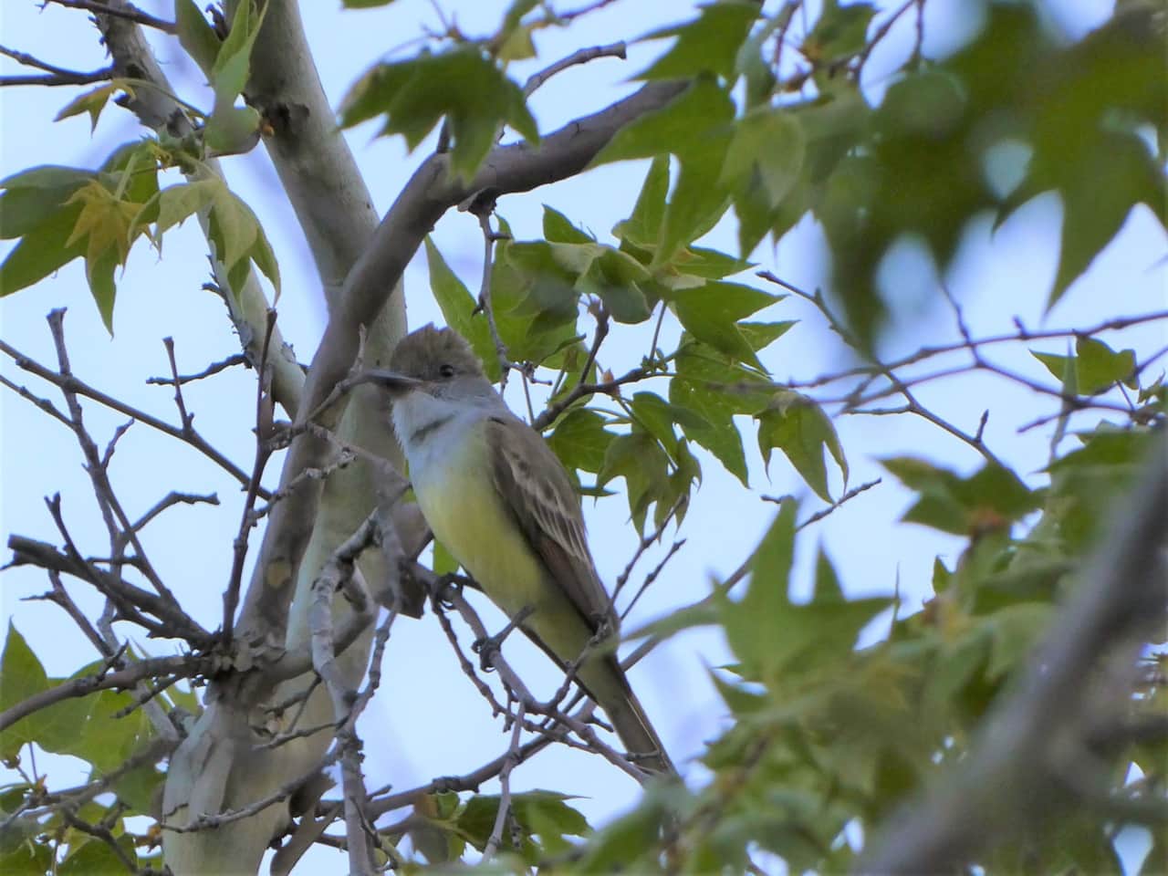 Brown Crested Flycatcher