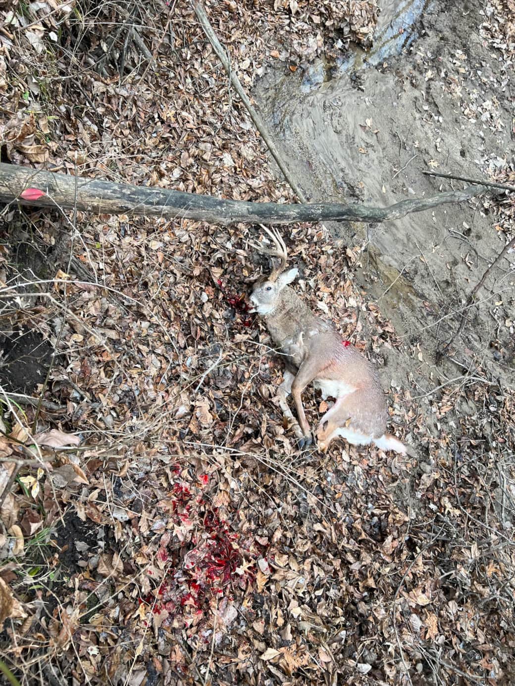 Deer 3